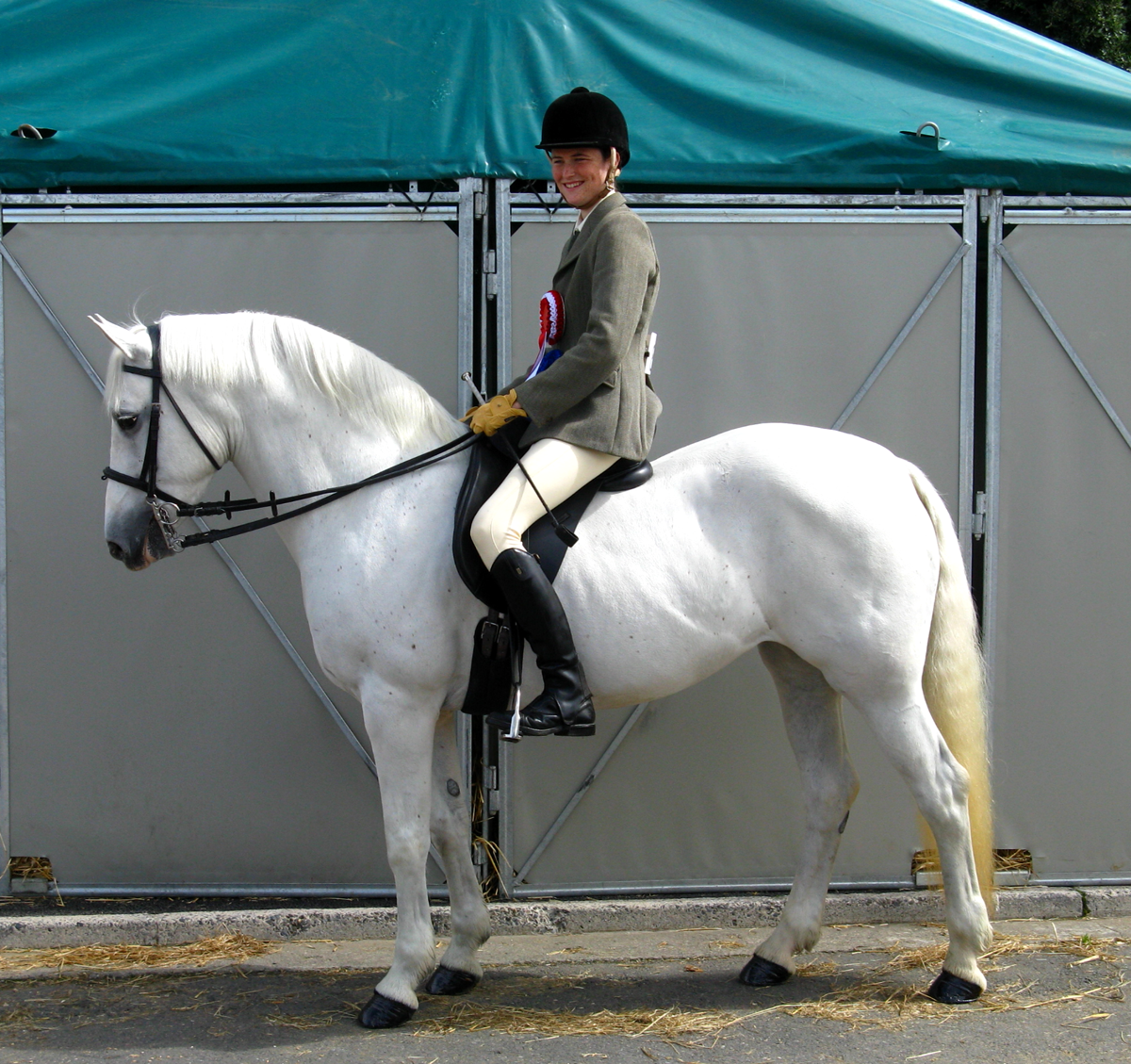 Connemara Pony