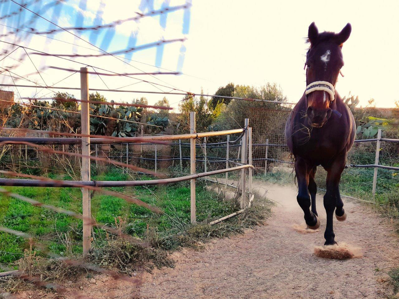 Pferd in der Laufmühle