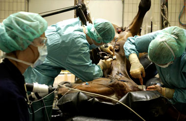 Operation Pferd