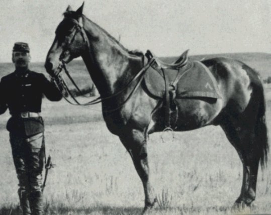 Das letzte Pferd des Alten Fritz