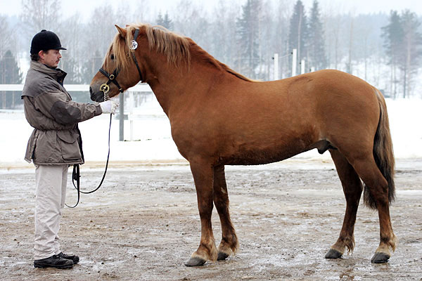Finnpferd Ponytyp (Pienhevonen)