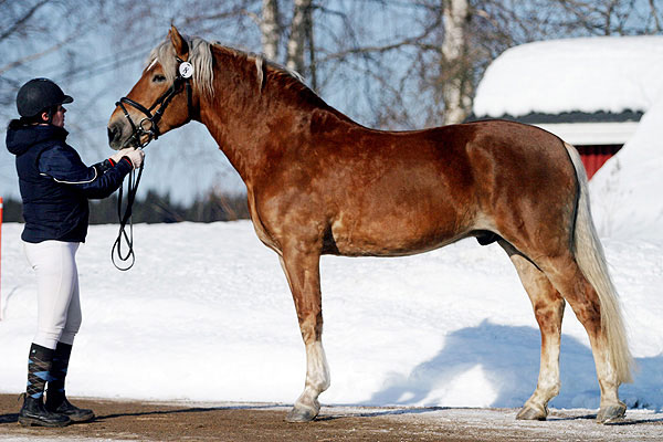 Finnpferd vielseitiges Reitpferd (Ratsuhevonen)