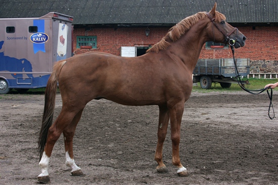 Tori, Sportpferd